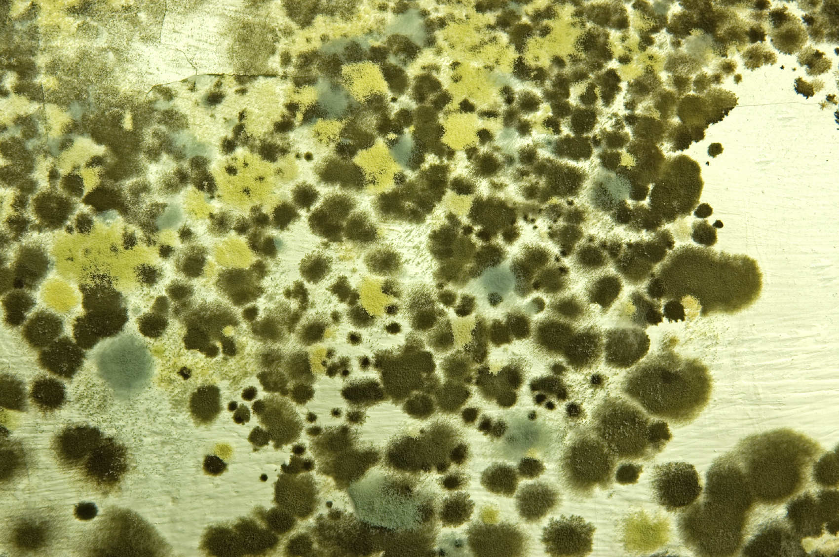 The Dangers Of Mold